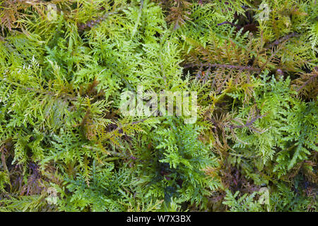 Gemeinsame Tamariske - Moos (Thuidium tamariscinum) Nationalpark Lake District, Cumbria, UK. Februar. Stockfoto