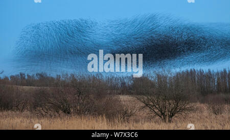 Riesige Herde der gemeinsamen Stare (Sturnus Vulgaris), die über Schilf in der Abenddämmerung, Langzeitbelichtung Schlafplatz fliegen. Peak District National Park, Derbyshire. VEREINIGTES KÖNIGREICH. Februar. Stockfoto