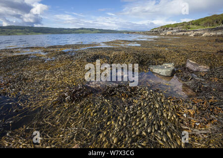 Geknotet/Ei Rack Algen (Ascophyllum nodosum) zunehmend in der Mitte der Uferzone, bei Ebbe ausgesetzt. Isle of Mull, Schottland, Großbritannien. Juni. Stockfoto