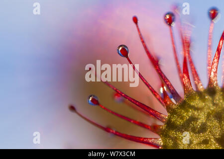 Runde-leaved Sonnentau (Drosera rotundifolia) Nahaufnahme von Übersicht Tentakel mit Nektar Drüsen. Isle of Mull, Schottland. Juni. Stockfoto