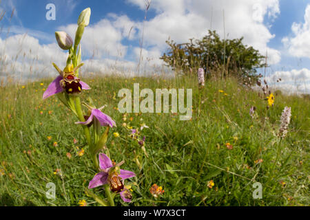 Bienen-ragwurz (Ophyris apifera) in Tiefland Kalkmagerrasen Lebensraum. Nationalpark Peak District, Derbyshire, UK. Juni. Mit fisheye Objektiv aufgenommen. Stockfoto