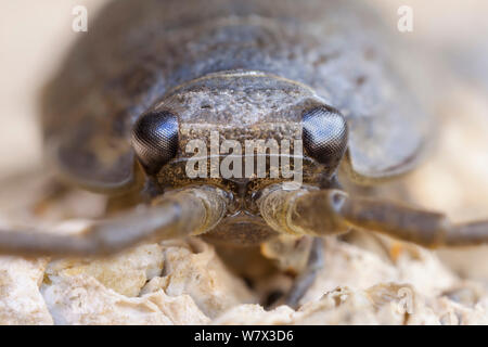 Meer Slater/Strand Woodlouse (Ligia oceanica) Schließen oben compund Augen. Isle of Mull, Schottland, UK, Juni. Fokus gestapelt. Stockfoto
