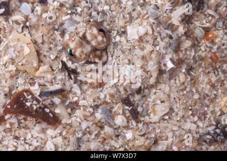 Der Leiter der Scholle (Pleuronectes platessa) im Sand getarnt. im mobilen Bereich Studio übernommen. Isle of Mull, Schottland, Großbritannien. Juni. Stockfoto