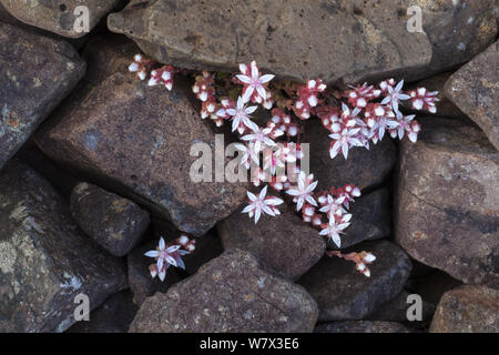 Englisch Fetthenne (Sedum anglicum) Isle of Mull, Schottland, Großbritannien. Stockfoto