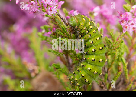 Kaiser Motte (Saturnia pavonia) Caterpillar Fütterung auf Ling Heidekraut (Calluna vulgaris). Nationalpark Peak District, Derbyshire, UK. August. Stockfoto