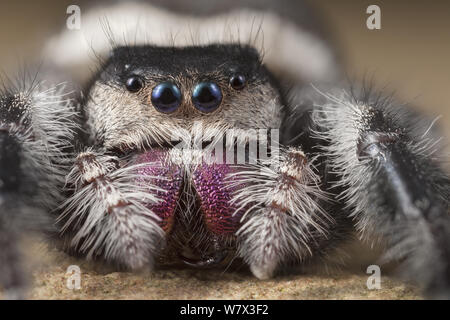 Regal Jumping Spider (Phidippus regius) weiblich. Captive, aus Nordamerika. Stockfoto