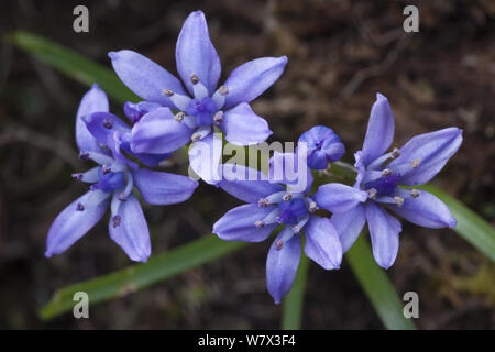 Feder Blausterne (Scilla verna) in Blume auf einer Klippe. Iona, Isle of Mull, Schottland, Großbritannien. Juni. Stockfoto