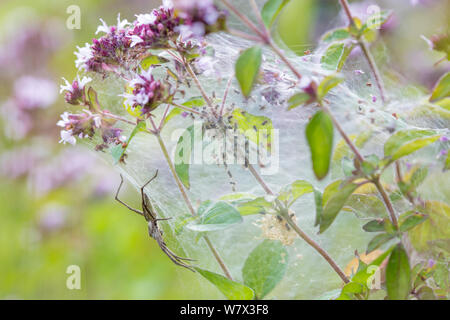 Baumschule Web Spider (Pisaura mirabilis) Mutter auf Kindergarten Web mit neu entstandenen Spiderlings. Nationalpark Peak District, Derbyshire. UK. Juli. Stockfoto