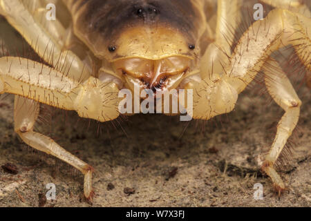 Wüste haarige Scorpion (Hadrurus Arizonensis). Captive, aus Nordamerika. Stockfoto