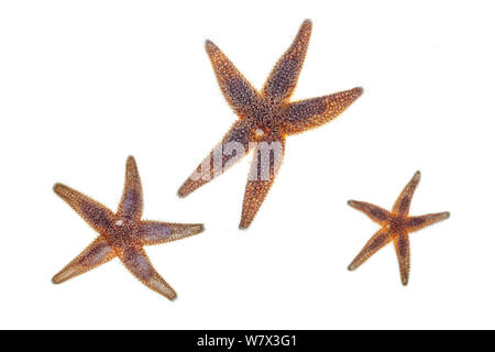 Gemeinsame Seestern (Asterias Rubens), im mobilen Bereich Studio auf weißem Hintergrund fotografiert. Isle of Mull, Schottland, Großbritannien. Juni. Stockfoto