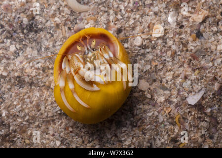 Gemeinsame Einsiedlerkrebs (Pagurus bernhardus) in flachen Periwincle Shell (Littorina obtusata). Isle of Mull, Schottland, Großbritannien. Juni. Stockfoto