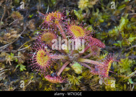 Runde-leaved Sonnentau (Drosera rotundifolia) wachsen im Moor. Isle of Mull, Schottland. Juni. Stockfoto