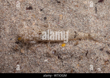 Braun/Gemeinsame Garnelen (Crangon crangon) im Sand getarnt. Isle of Mull, Schottland, Großbritannien. Juni. Stockfoto