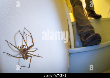 Haus Spider männlich (Tegenaria domestica) im Treppenhaus in der Nacht, mit Person nähern. Derbyshire, Großbritannien. September. Stockfoto