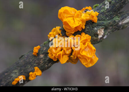 Gelbe Gehirn Pilz (Tremella mesenterica), Nationalpark Lake District, Cumbria, UK. Februar. Stockfoto