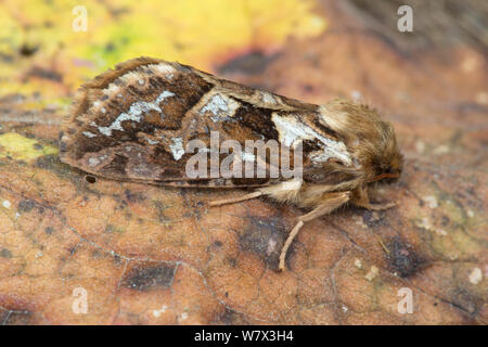 Karte - winged Swift (Hepialus fusconebulosa) Motte. Nationalpark Peak District, Derbyshire, UK. Juni. Stockfoto