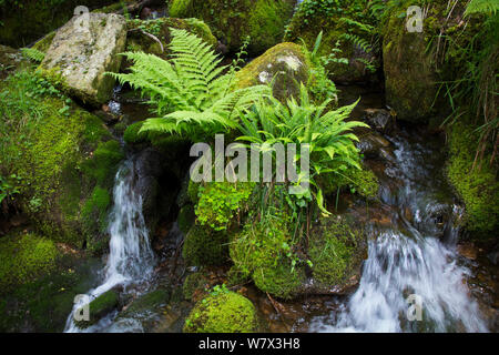 Fluss Dart durch Dart Valley Nature Reserve. Dartmoor, Devon, Großbritannien. Juni. Stockfoto