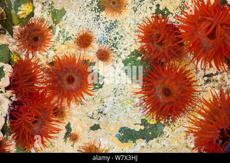 Beadlet Anemonen (actinia Equina) im Rock Pool bei Ebbe. Iona, Isle of Mull, Schottland, Großbritannien. Juni. Stockfoto
