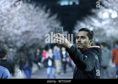 Ein Besucher nimmt selfies an der Tongji Universität, wo Kirschblüten in voller Blüte in Shanghai, China, 1. April 2017. Stockfoto