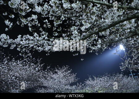 Blick auf die Kirschblüten in voller Blüte an der Tongji Universität in Shanghai, China, 1. April 2017. Stockfoto