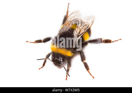 Buff-tailed Hummel (Bombus terrestris) Arbeiter auf einem weißen Hintergrund. Nationalpark Peak District, Derbyshire, UK. Juli. Stockfoto