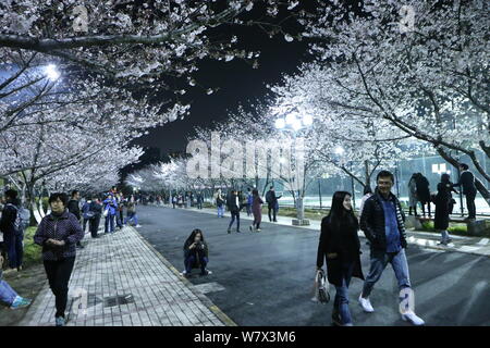 Fußgänger vorbei an der Tongji Universität, wo Kirschblüten in voller Blüte in Shanghai, China, 1. April 2017. Stockfoto