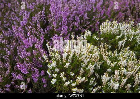 Ling Heidekraut (Calluna vulgaris), die seltene weiße Form. Nationalpark Peak District, Derbyshire, UK. August. Stockfoto