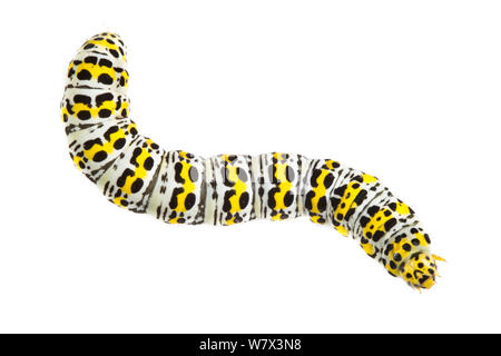 Motte (Shargacucullia verbasci Mullein) Caterpillar auf weißem Hintergrund in ein Feld mobil Studio. Devon, UK. Juni. Stockfoto