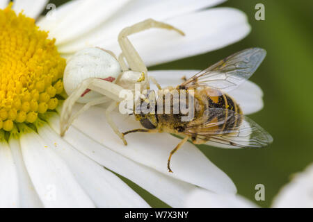 Weiße Form der Goldrute Crab Spider (Misumenia vatia) auf ox Auge daisy flower mit Wasp Beute, Devon, UK getarnt. Juni. Stockfoto