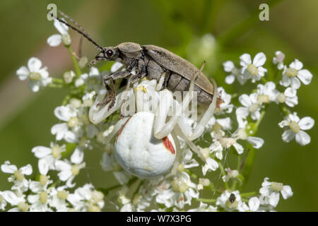 Weiße Form der Goldrute Crab Spider (Misumenia vatia) auf umbellifer Blumen mit Käfer Beute, Devon, UK getarnt. Juni. Stockfoto
