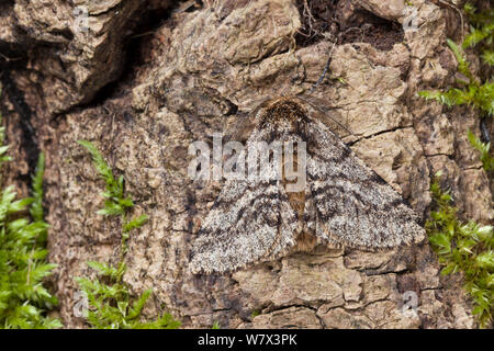 Gestromt Beauty Motte (Lycia hirtaria) männlich. Nationalpark Peak District, Derbyshire, UK. April. Stockfoto