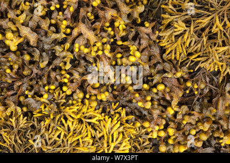 Blase Rack (Fucus vesiculosus) und kanalisiert Rack (Pelvetia canaliculata) bei Ebbe in der Mitte ausgesetzt - Uferzone. Isle of Mull, Schottland, Großbritannien. Juni. Stockfoto