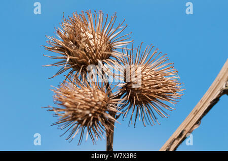 Weniger Klette (Arctium minus) seedheads (Grate) mit Klettverschluss - wie Haken, dass Fang auf Fell, Nationalpark Peak District, Derbyshire, UK. April. Stockfoto