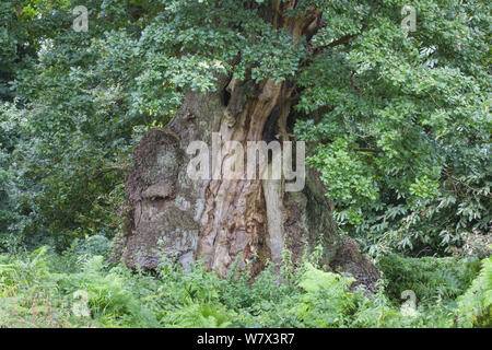 Veteran englischer Eiche (Quercus robur), Derbyshire, UK. September. Stockfoto