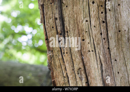 Nahaufnahme eines Veteran englischer Eiche (Quercus robur), Bereich von Totholz, dass ist ein wichtiger Lebensraum für eine Vielzahl von Wirbellosen. Derbyshire, Großbritannien. September. Stockfoto