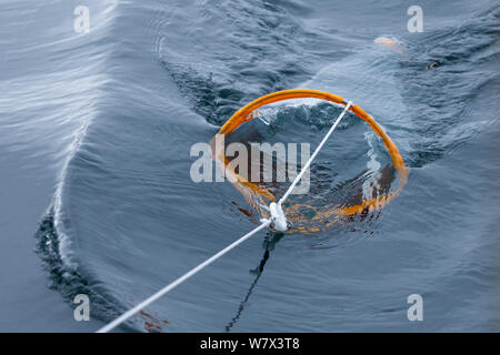 Wissenschaftler mit Plankton net marine Fauna zu überblicken. Isle of Mull, Schottland, UK, Juni. Stockfoto