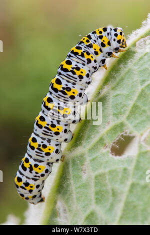 Motte (Shargacucullia verbasci Mullein) Caterpillar. Devon, UK. Juni. Stockfoto