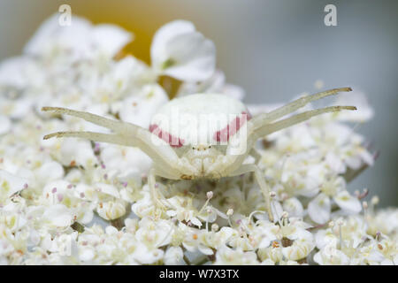 Weiße Form der Goldrute Crab Spider (Misumenia vatia) auf umbellifer Blumen warten seine Beute aufzulauern getarnt. Devon, UK. Juni. Stockfoto