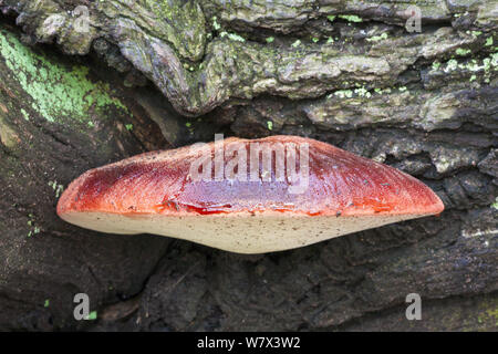 Beefsteak Pilz (Fistulina leberblümchen) zunehmend auf Englisch Eiche (Quercus robur). Derbyshire, Großbritannien. September. Stockfoto