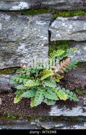 Rustyback Farn (Asplenium ceterach) wächst in einem trockenen Steinmauer. Ambleside, Lake District National Park, Cumbria, Großbritannien. Februar. Stockfoto