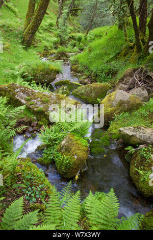 Fluss Dart durch Dart Valley Nature Reserve. Dartmoor, Devon, Großbritannien. Juni 2014. Stockfoto