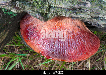 Beefsteak Pilz (Fistulina leberblümchen) Halterung Pilz wachsen auf Englisch Eiche (Quercus robur). Derbyshire, Großbritannien. September. Stockfoto