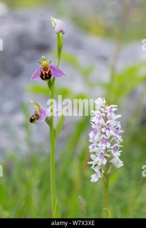 Bienen-ragwurz (Ophyris apifera) und Gemeinsame getupft Orchidee (Dactylorhiza fuchsii) wachsen in unmittelbarer Nähe. Nationalpark Peak District, Derbyshire, UK. Juni. Stockfoto