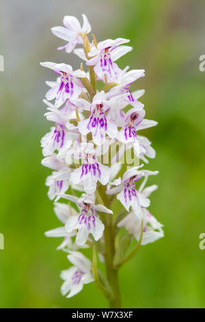 Gemeinsame getupft Orchidee (Dactylorhiza fuchsii) Nationalpark Peak District, Derbyshire, UK. Juni. Stockfoto