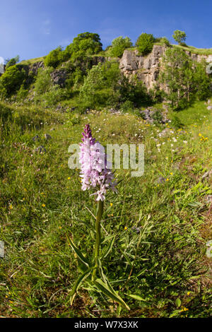 Gemeinsame getupft Orchidee (Dactylorhiza fuchsii), Kalksteinbruch Lebensraum. Nationalpark Peak District, Derbyshire, UK. Juni. Stockfoto