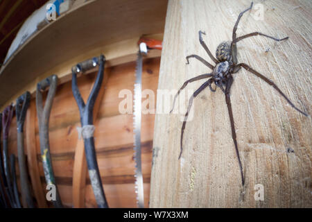 Haus Spinne Frau (Tegenaria SP.) in der Gartenhalle. Derbyshire, UK, März.