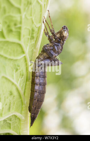 Leeren Larven Exoskelett aus vor kurzem entstandene Southern Hawker Dragonfly (Aeshna cyanea) Derbyshire, Großbritannien. Juni. Stockfoto