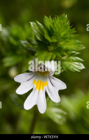 Augentrost (Euphrasia officinalis), Blume, Nationalpark Peak District, Derbyshire, UK. Juni. Stockfoto