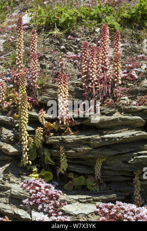 Penntwort Navelwort/Wand (Heterozygotie rupestris) und Englisch Fetthenne (Sedum anglicum) flowerinig auf einem ausgesetzten Felswand. Devon, UK. Juni. Stockfoto