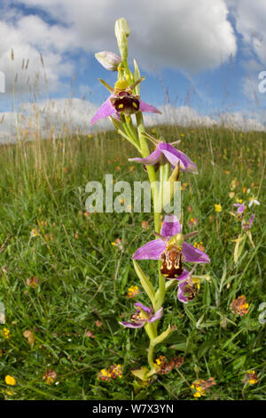 Bienen-ragwurz (Ophyris apifera) in Tiefland Kalkmagerrasen Lebensraum. Nationalpark Peak District, Derbyshire, UK. Juni. Mit Fish Eye Objektiv aufgenommen. Stockfoto